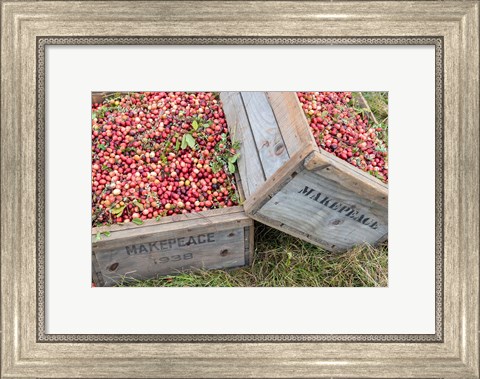 Framed Crated Cranberries Print