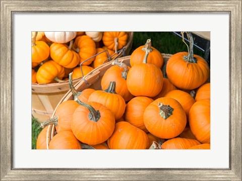 Framed Pumpkin Harvet, Massachusetts Print