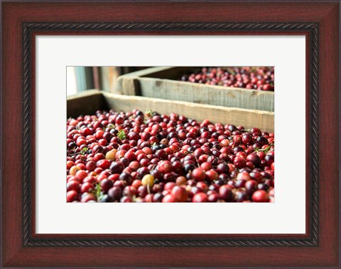 Framed Cranberry Harvest, Massachusetts Print
