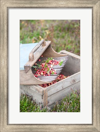 Framed Cranberries And Scoop, Massachusetts Print