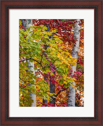 Framed Autumn Maple Leaves, Michigan Print