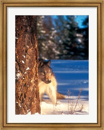 Framed Gray Wolf On The Alert In Winter Print