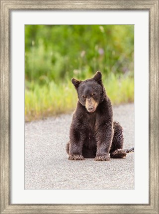 Framed Bear Cub On Camas Road Print