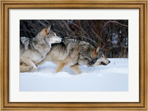 Framed Gray Wolves Running In Snow, Montana Print