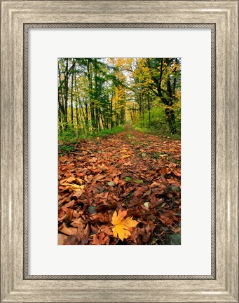 Framed Trail Covered In Maples Leaves, Oregon Print