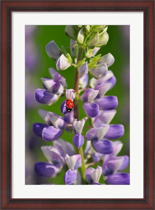Framed Ladybug On A Lupine Flower Print