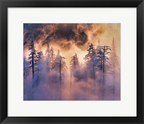 Framed Evergreens In Fog, Mt Hood National Forest, Oregon Print