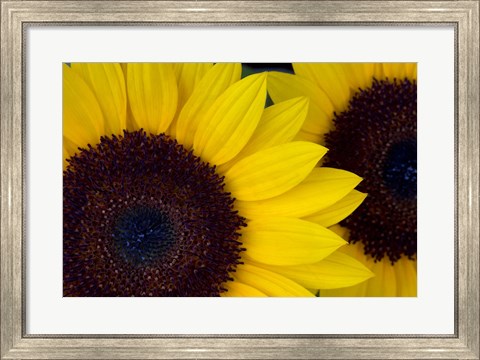 Framed Close-Up Detail Of Dune Sunflowers Print