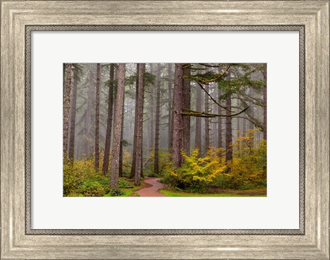 Framed Forest Fog In Sliver Falls State Park, Oregon Print