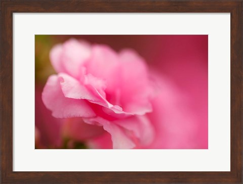 Framed Bright Pink Azalea Print