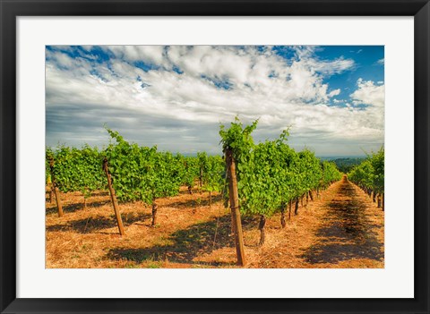 Framed Dundee Hills Vineyard, Oregon Print