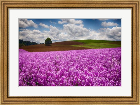 Framed Willamette Valle With Dames Rocket Plants, Oregon Print