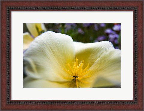 Framed Close-Up Of Poppy In Bloom Print