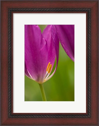 Framed Detail Of Purple Tulips Print