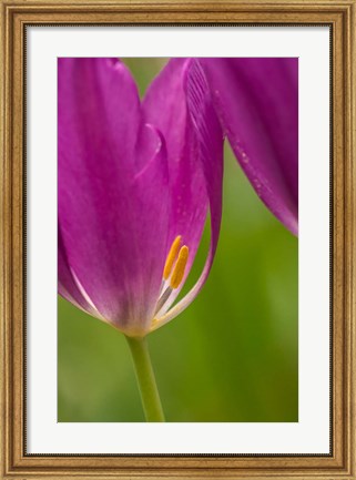 Framed Detail Of Purple Tulips Print