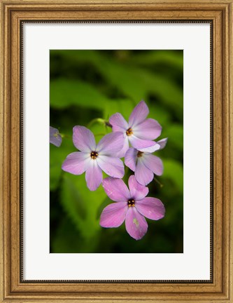 Framed Wild Blue Phlox Print