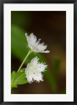 Framed Close-Up Of A Fringed Phacelia Flower Print