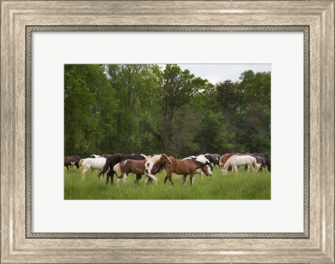 Framed Herd Of Horses In Cade&#39;s Cove Pasture Print