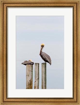 Framed Brown Pelicans Resting On Piling Print