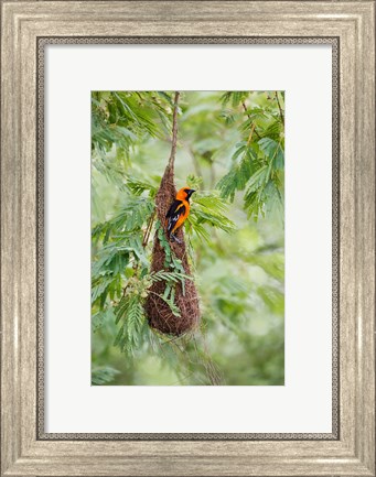 Framed Altamira Oriole At Its Nest Print