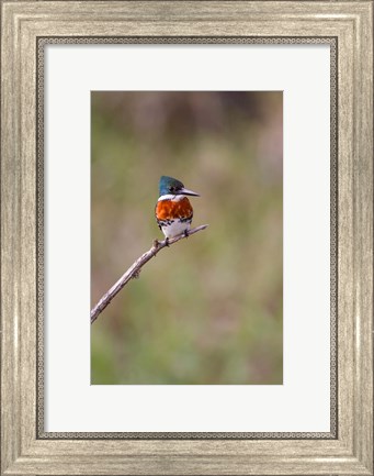 Framed Green Kingfisher On A Hunting Perch Print