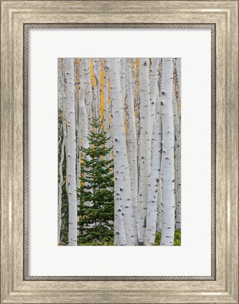 Framed Conifer Tree In An Aspen Forest Print