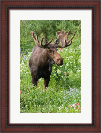 Framed Bull Moose In Wildflowers, Utah Print