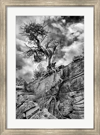 Framed Desert Juniper Tree Growing Out Of A Canyon Wall, Utah (BW) Print