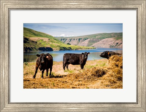 Framed Cows On The Northern Bank Of Snake River Print