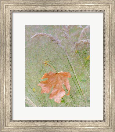 Framed Maple Leaf In Meadow Grasses Print