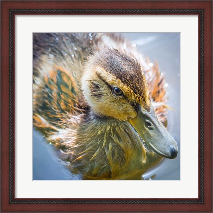 Framed Close-Up Of A Mallard Duck Chick Print