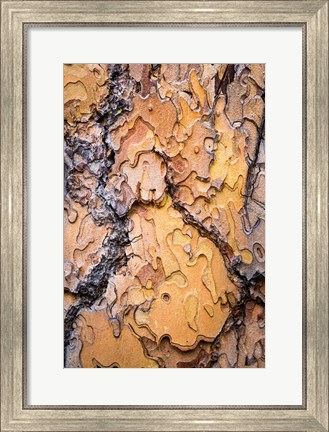 Framed Ponderosa Pine Tree Bark Detail Print