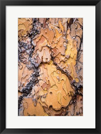 Framed Ponderosa Pine Tree Bark Detail Print