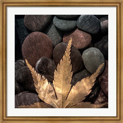 Framed Maple Leaf On Rocks Print