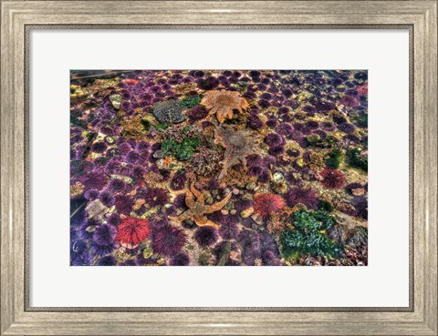 Framed Tide Pool With Marine Life, Salt Creek, Washington State Print