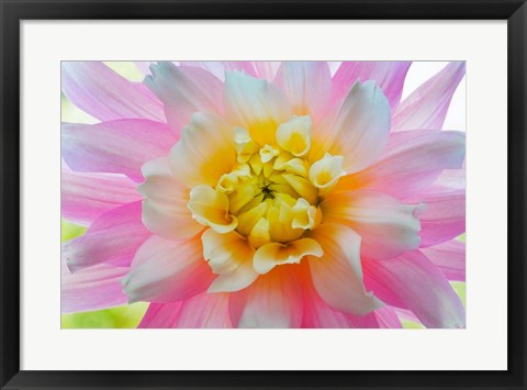 Framed Close-Up Of A Pastel Dahlia Flower Print