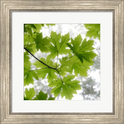 Framed Big Leaf Maples In Summer Print