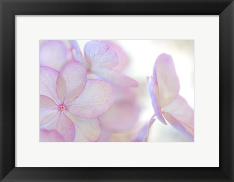 Framed Close-Up Of Soft Pink Hydrangea Flower Print