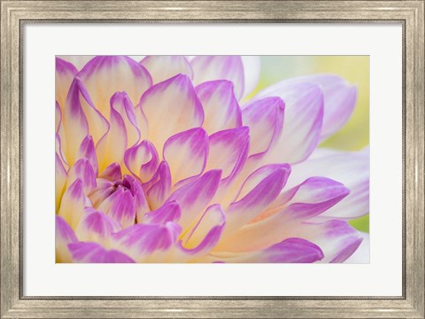 Framed Dahlia Flower Close-Up Print