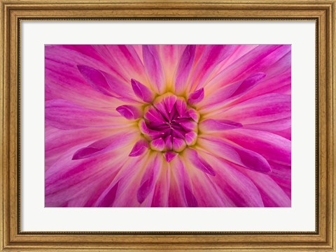 Framed Bright Pink Dahlia Blossom Detail Print