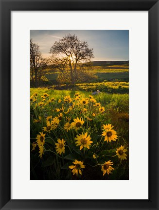 Framed Arrowleaf Balsamroot Wildflowers At Columbia Hills State Park Print