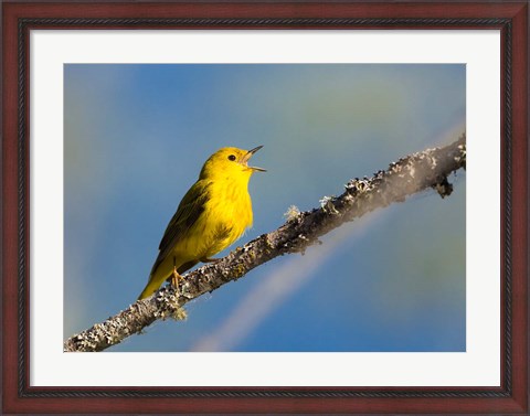 Framed Yellow Warbler Sings From A Perch Print