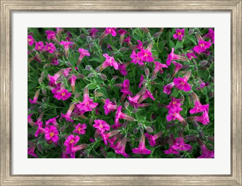 Framed Pattern Of Lewis&#39;s Monkeyflowers Print