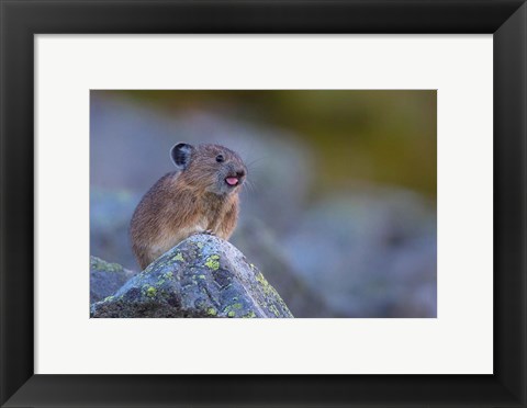 Framed Pika With Its Tongue Out Print