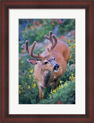 Framed Black-Tailed Buck Deer In Velvet Feeding On Wildflowers Print