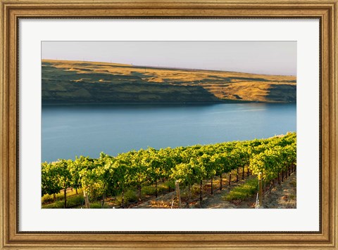 Framed Vineyard Overlooking The Columbia River Print