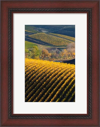 Framed Vineyards, Walla Walla, Washington State Print