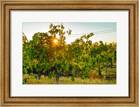 Framed Sun Burst In A Vineyard Print