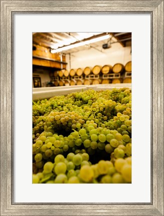 Framed Bin Of Chardonnay Grapes Awaits Beind Crushed Print