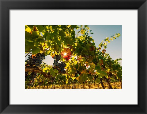 Framed Sunburt On Petit Verdata Print